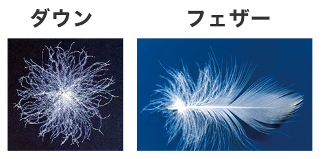 ダウンとフェザーの違いとは？羽毛繊維の特徴について解説 | センイバナシ